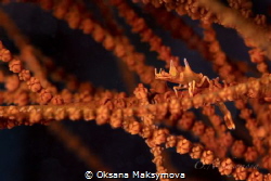 Dragon shrimp (Miropandalus hardingi)
 by Oksana Maksymova 